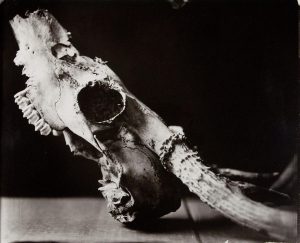 Respite, 2013, silver print from wet plate collodion glass negative, 20" x 16"