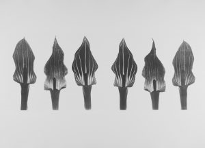 black and white photograph of 6 plant specimins