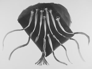 black and white photograph of plant material
